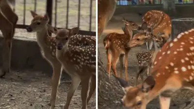 Новорожденных оленят показали в зоопарке Алматы, фото - Новости Zakon.kz от 21.07.2024 13:53