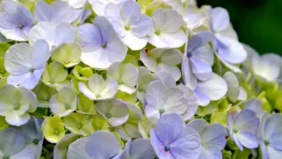 Ботсад Алматы выступил с важным обращением, фото - Новости Zakon.kz от 22.07.2024 11:42