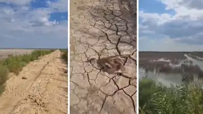 Мертвые утки, Атырау, экология, фото - Новости Zakon.kz от 22.07.2024 15:45