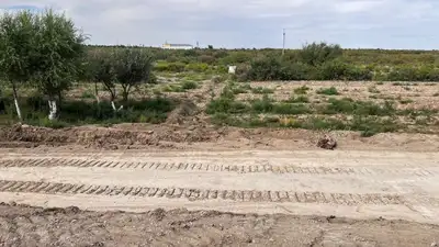 Деревья, Кызылорда, аэропорт, фото - Новости Zakon.kz от 22.07.2024 18:33