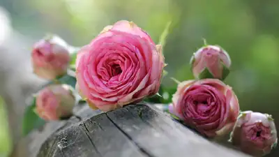 Кызылординца оштрафовали за то, что дарил женщинам цветы в форме полицейского, фото - Новости Zakon.kz от 23.07.2024 17:35