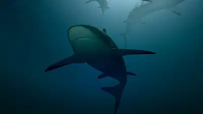 Cледы кокаина в организмах акул обнаружили в Бразилии, фото - Новости Zakon.kz от 24.07.2024 02:56