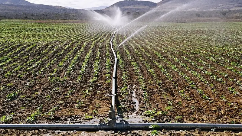 Через 10-15 дней планируем собрать урожай – аграрии Туркестанской области о поливном сезоне