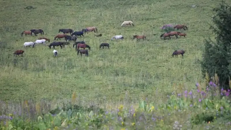 Как в Казахстане проведут пилотную сельскохозяйственную перепись