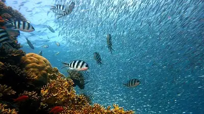 В Тихом океане стало меньше разнообразия организмов, фото - Новости Zakon.kz от 25.07.2024 00:44