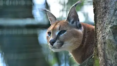 Краснокнижную степную рысь застрелили в Кызылорде, фото - Новости Zakon.kz от 26.07.2024 19:06
