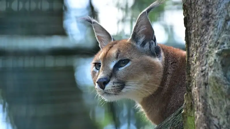 Краснокнижного каракала застрелили в Кызылординской области