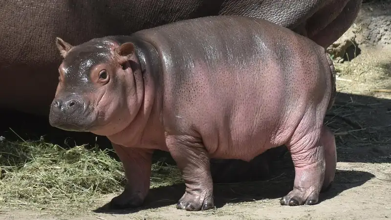 В Алматинском зоопарке показали, как малышка-бегемот пробует арбуз