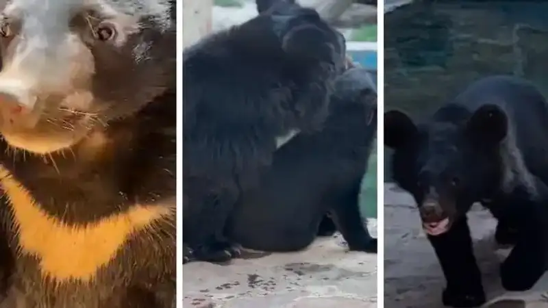 В Алматинском зоопарке рассказали, какие имена выбрали для гималайских медвежат