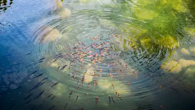 рыба, мальки рыбы, фото - Новости Zakon.kz от 27.07.2024 11:27