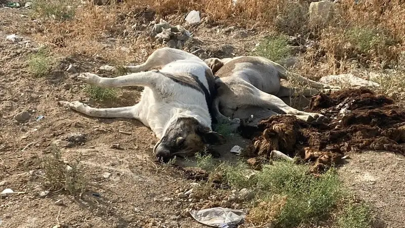 Мертвых собак обнаружили в пригороде Актау