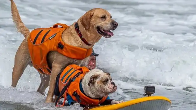 Чемпионат мира по серфингу среди собак прошел в США
