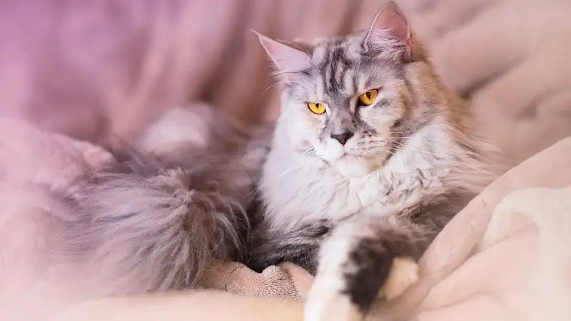 Любителям больших кошек: почему не стоит заводить мейн-куна