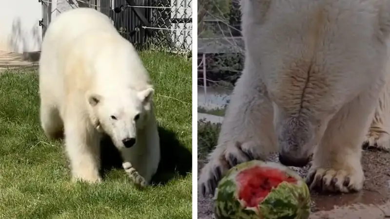 В Алматинском зоопарке показали, как белая медведица пробует арбуз