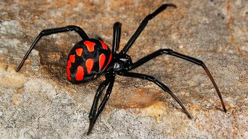 В 15 раз токсичнее яда гремучей змеи: Минздрав предупредил об опасности укусов каракуртов