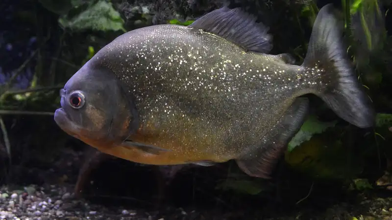 Зоопарк Алматы показал гигантскую пиранью с "человеческими зубами"