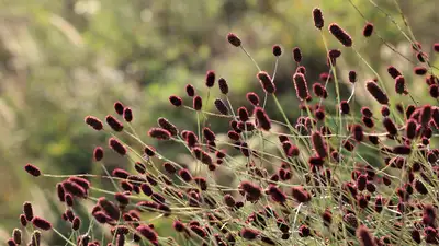 В Ботсаду Алматы показали растение с кровожадным названием кровохлебка, фото - Новости Zakon.kz от 09.08.2024 09:49