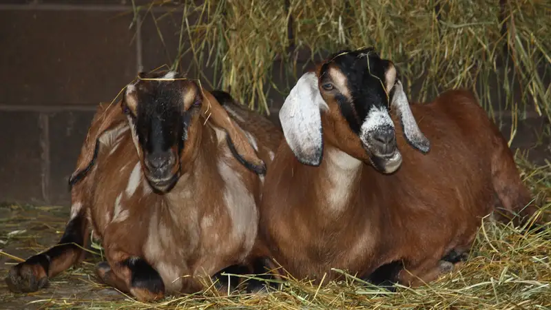 В зоопарке Алматы поселились нубийские козы