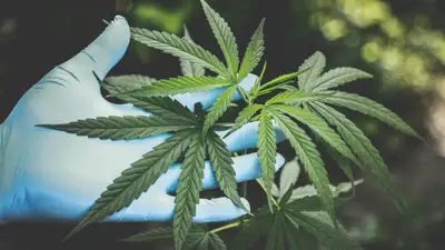 Плантацию конопли на 300 млн тенге вырастили на Балхаше, фото - Новости Zakon.kz от 13.08.2024 13:28