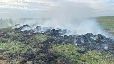 Сено , фото - Новости Zakon.kz от 13.08.2024 19:52