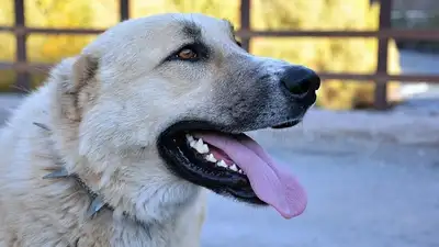 собаки нападают на скот в Мангистауской области, фото - Новости Zakon.kz от 13.08.2024 23:25