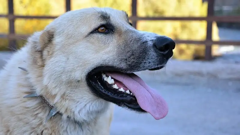 Одичавшие собаки наносят убытки крестьянским хозяйствам в Мангистауской области