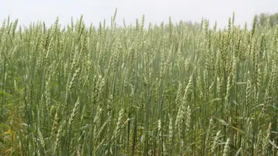 Пшеничное поле, урожай, септориоз, ржавчина на посевах, Костанайская область, фото - Новости Zakon.kz от 13.08.2024 12:01
