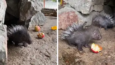 В зоопарке Шымкента произошло редчайшее событие, фото - Новости Zakon.kz от 14.08.2024 17:23