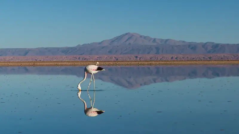 Зоопарк Алматы рассказал о буднях спасенного фламинго из Актау
