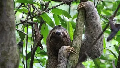 вирус Оропуш распространяется по Европе, фото - Новости Zakon.kz от 17.08.2024 20:35