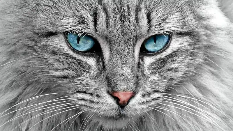 Названы породы кошек, которые могут испортить жизнь