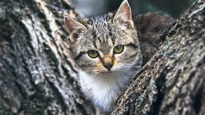 спасатели помогли кошке, фото - Новости Zakon.kz от 20.08.2024 20:20