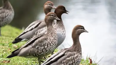 Алматинские волонтеры опасаются за жизнь уток, фото - Новости Zakon.kz от 20.08.2024 22:20