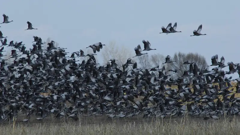 Бёрдвотчинг в Казахстане: как наблюдают за птицами через фотокамеру