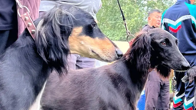 Лучших собак породы казахский тазы показали в Астане