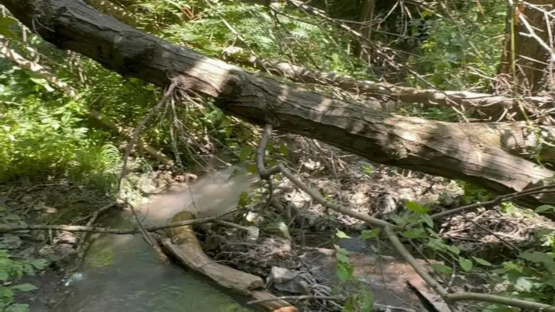 Алматинцев предупредили об опасности в роще Баума