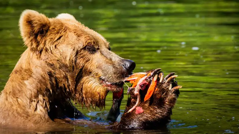 В России медведица набросилась на дрессировщика прямо во время шоу
