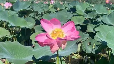 Атырауская область, фото - Новости Zakon.kz от 26.08.2024 07:17