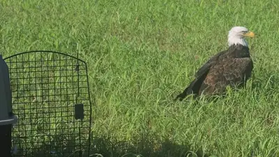 Птица, фото - Новости Zakon.kz от 30.08.2024 04:44