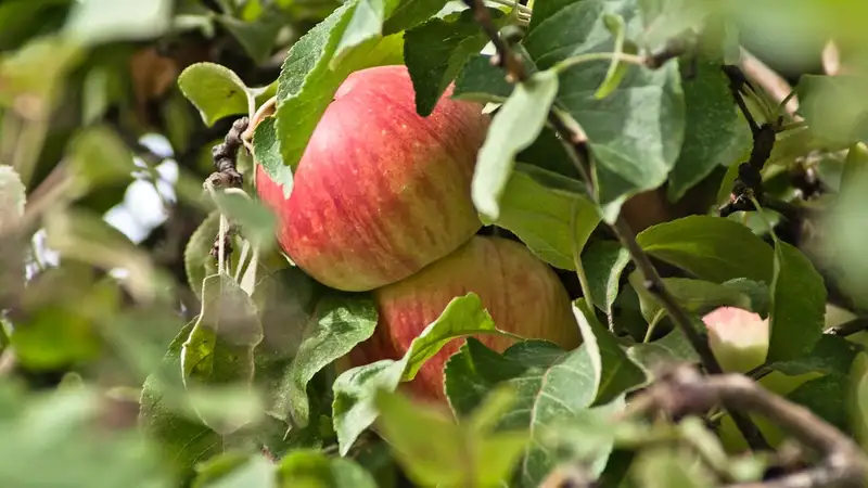 В Казахстане создали рабочую группу по возрождению яблонь сорта "Апорт"
