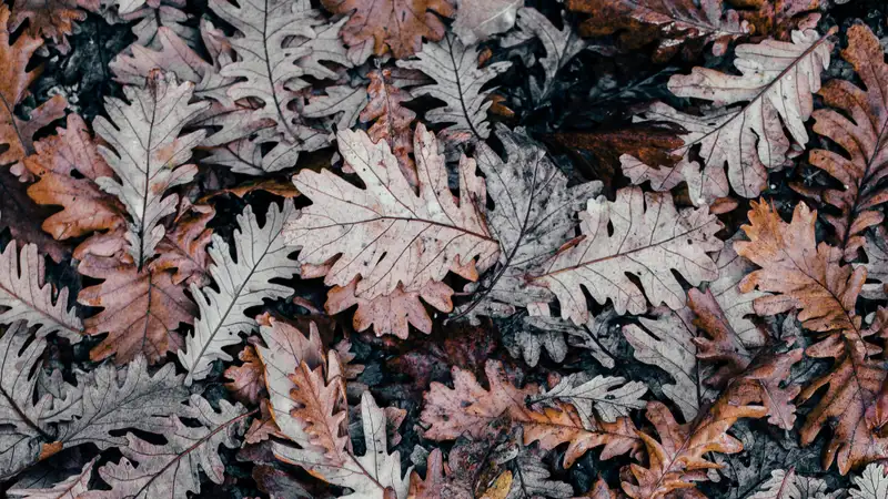 Заморозки ожидаются в двух областях Казахстана в первый день осени