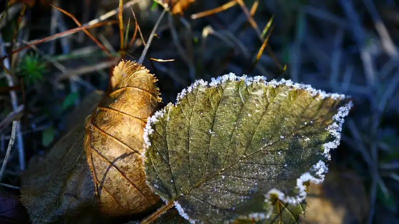 Заморозки, дожди, гроза: в Шымкенте и 16 областях объявлено штормовое предупреждение
