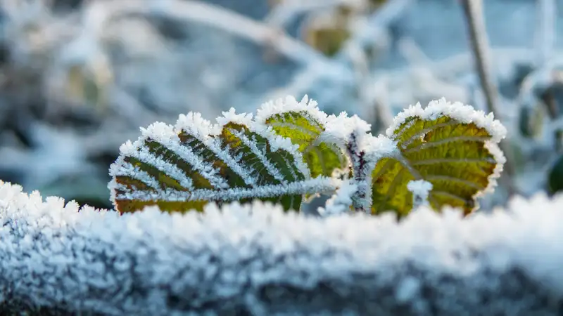 Названы два региона Казахстана, где 5 сентября ударят ночные заморозки