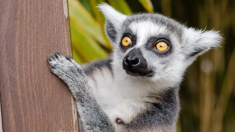 Редкого лемура по кличке Жоржетта не пустили в Казахстан российские таможенники