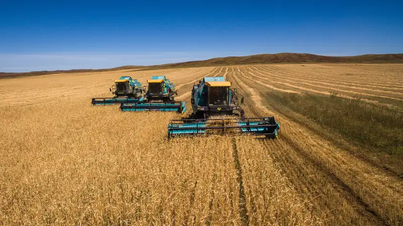 Щедрый урожай на полях Алматинской области: ставка на кормовые культуры и современные технологии