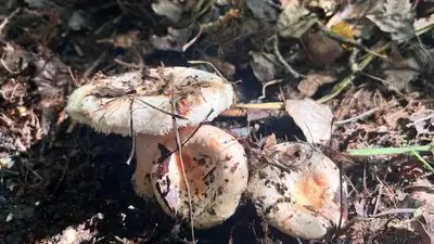 Жителям ВКО акимат дал необычный совет при сборе грибов, фото - Новости Zakon.kz от 12.09.2024 10:49