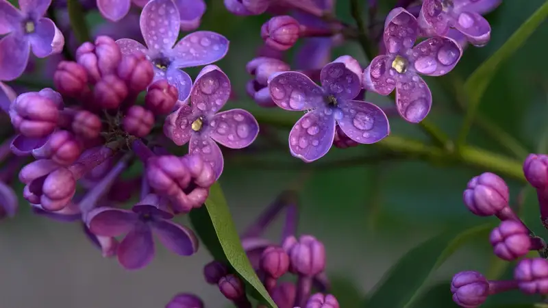 Цветение сирени осенью удивило жителей Восточного Казахстана