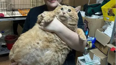 Худеющий кот, фото - Новости Zakon.kz от 14.09.2024 05:59