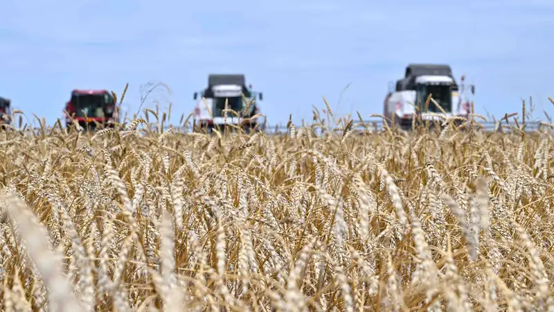 За пределы традиционных рынков: в Минсельхозе рассказали об экспорте казахстанского зерна