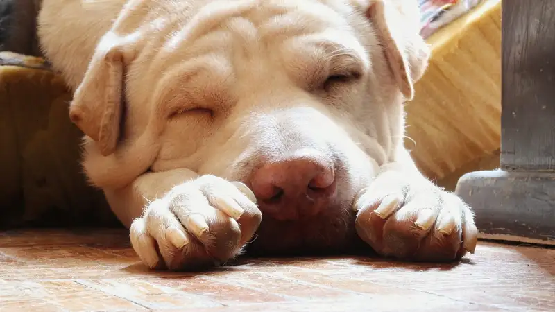 Неподходящие для дома породы собак перечислил ветеринар